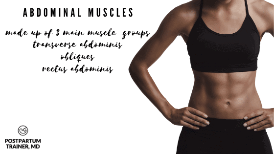 abodminal muscles- made up of 3 main muscle groups: tranverse abdominis, obliques, rectus abdominis