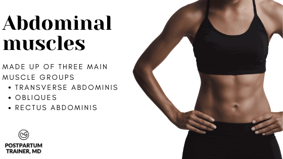 The abdominal muscles are made up of three muscle groups: transverse abdominins, obliques, and rectus abdominis