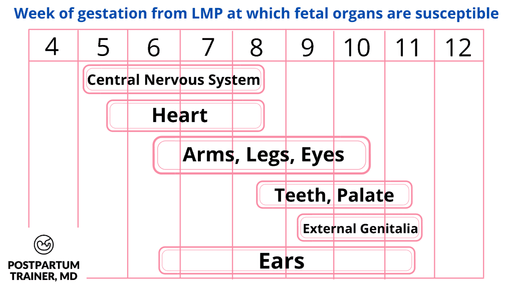 week-of-gestation-from-LMP-at-which-fetal-organs-are-susceptible