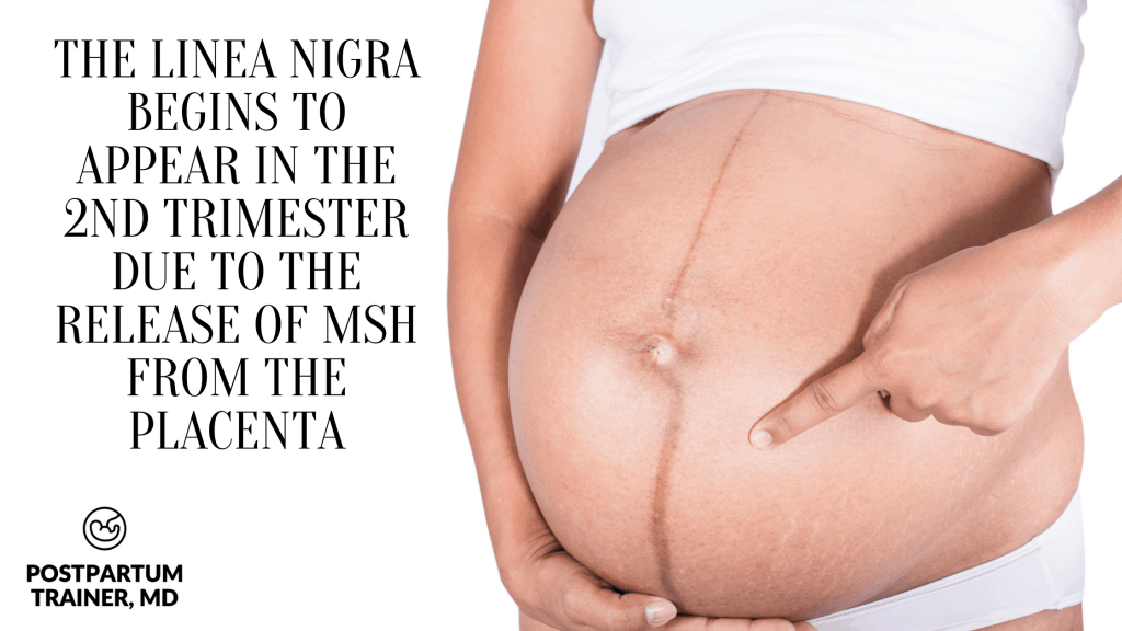 the-linea-nigra-begins-to-appera-in-the-second-trimester-due-to-the-release-of-msh-from-the-placenta