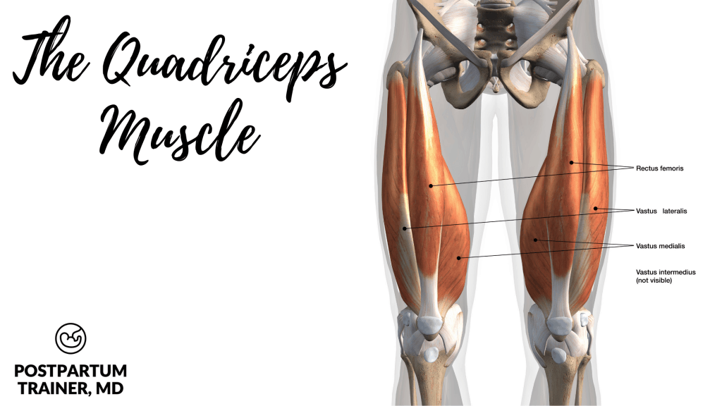 picture of the quadriceps muscles