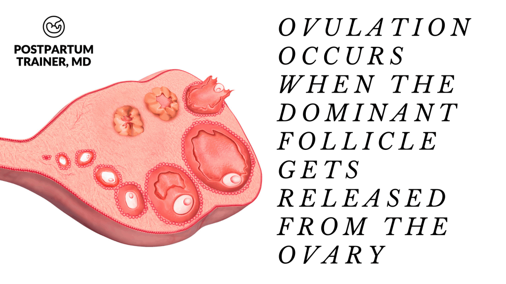 ovulation occurs when the dominant follicle gets released from the ovary