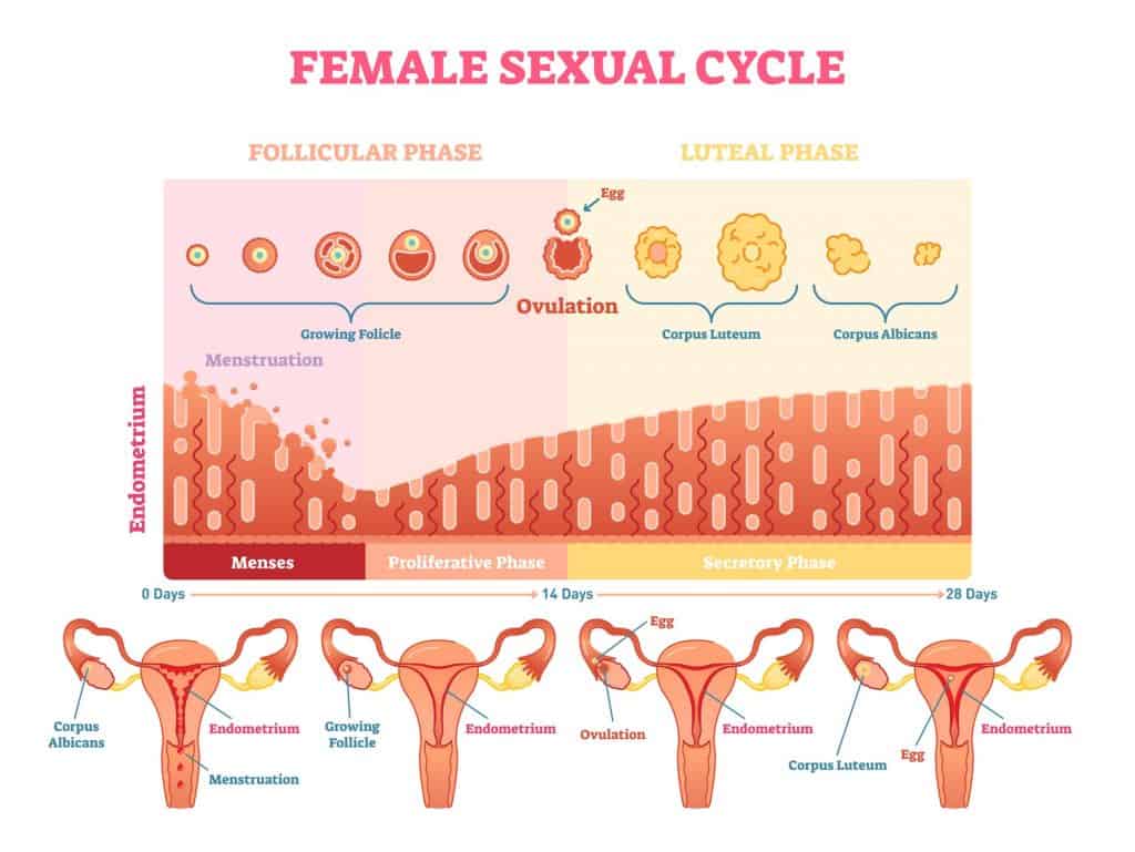 image of the female menstrual cycle with ovulation in between the follicular phase and luteal phase