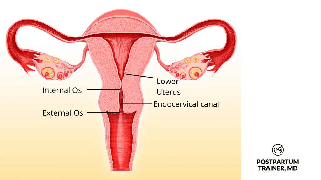 the-cervix