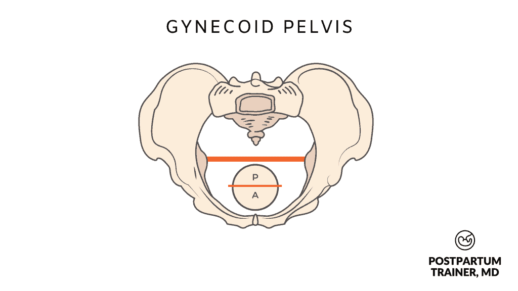gynecoid-pelvis